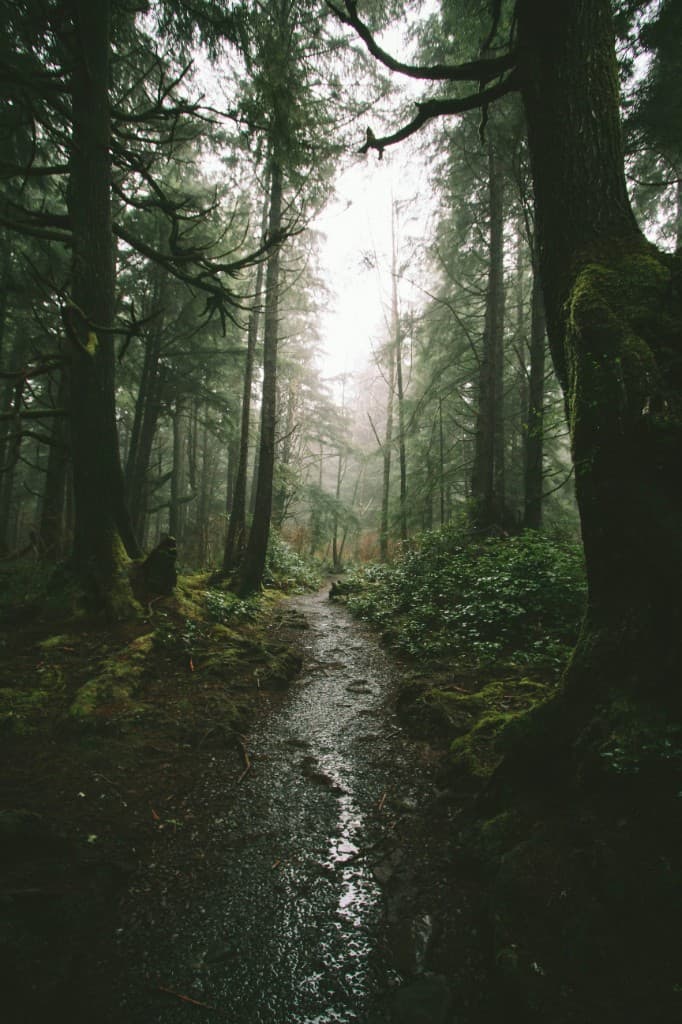 Forest path, Pacific Northwest